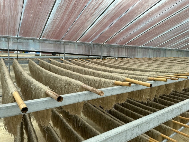 Quy trình phơi miến dong trong nhà màng dưới ánh nắng mặt trời tự nhiên tại xã Thượng Minh.