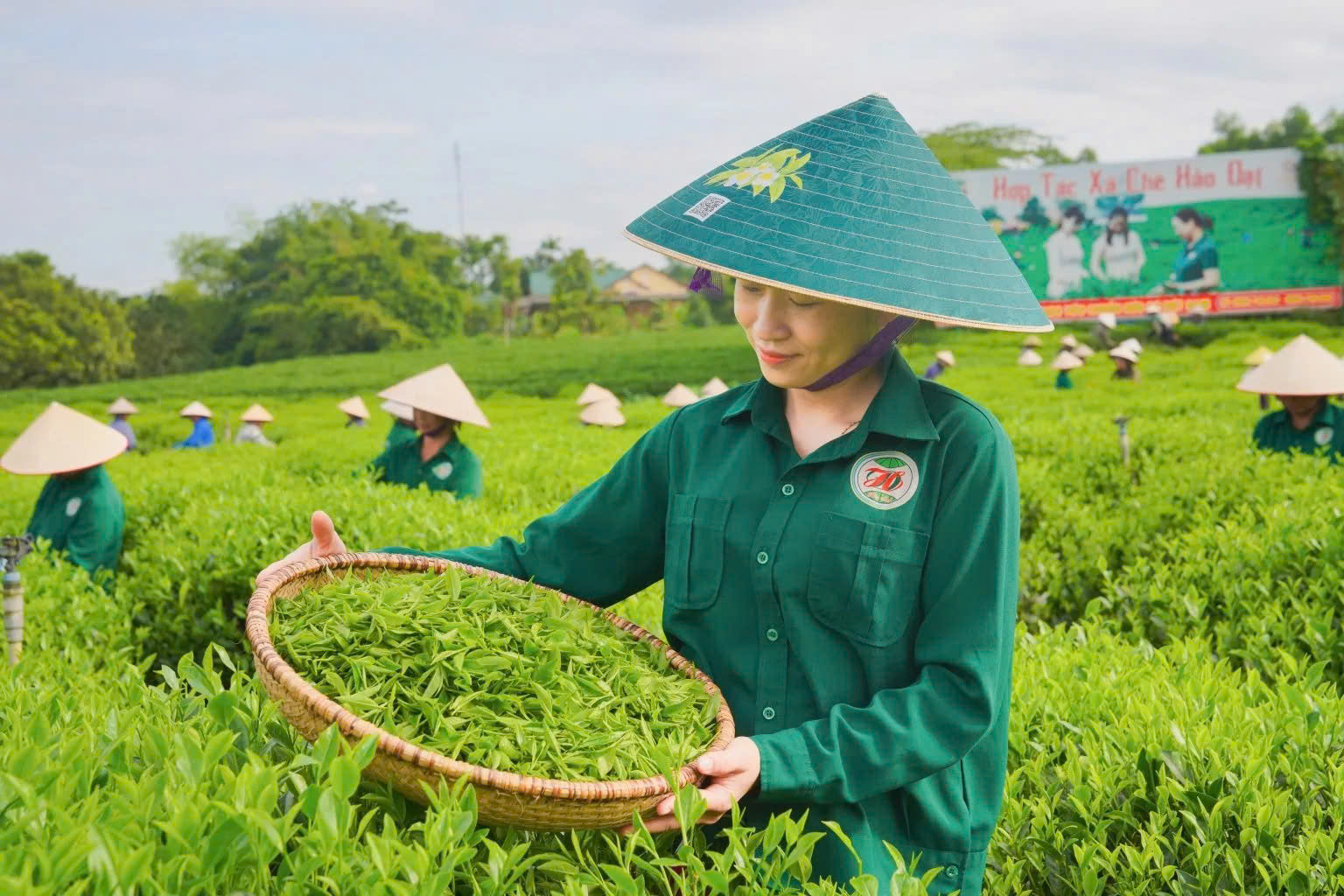 HỢP TÁC XÃ CHÈ HẢO ĐẠT image