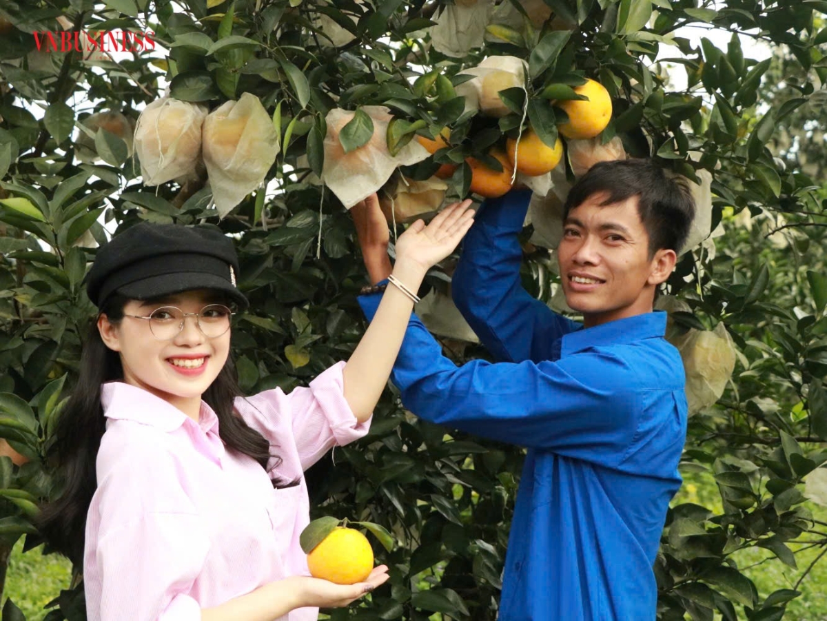 Anh Đoàn Ngọc Bảo - Tổ trưởng Tổ hợp tác Sản xuất và Kinh doanh cam Hương Thọ (Hà Tĩnh) bên những trái cam  Bảo Phương chín tại vườn nhà.