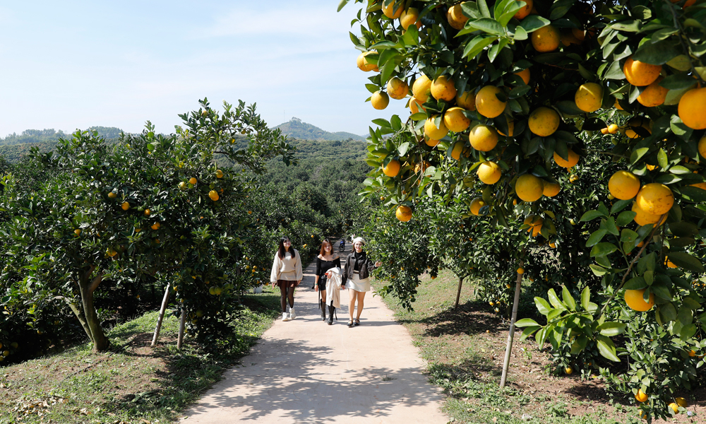 Một vườn cam đẹp hút khách của hộ ông Trịnh Sư Hòa, thôn Cống, xã Kiên