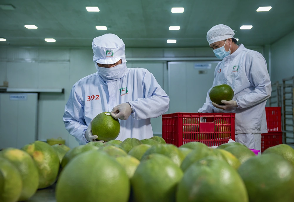 LÀM GÌ ĐỂ NÔNG SẢN XUẤT KHẨU TRÁNH XA HỆ LUỴ KHÔNG ĐẠT CHUẨN? image