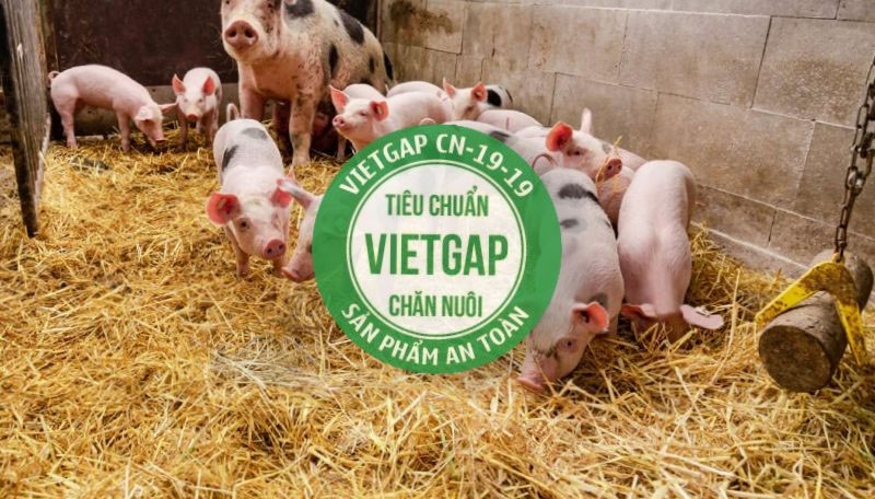 CHỨNG NHẬN VIETGAP SẢN PHẨM CHĂN NUÔI image