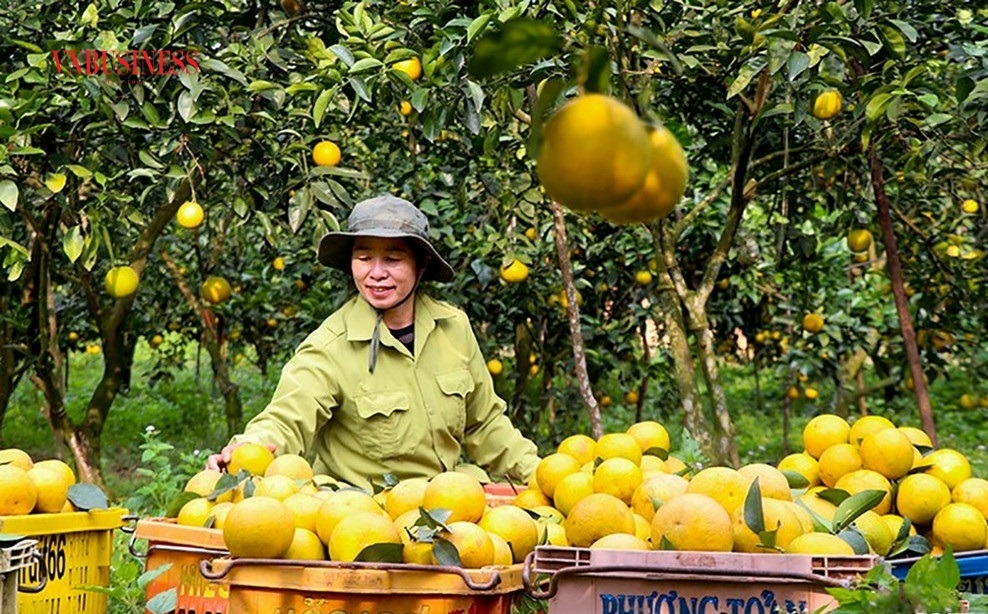 Cam Bảo Phương được trồng tại Hà Tĩnh, hiện đã đạt tiêu chuẩn OCOP 3 sao.