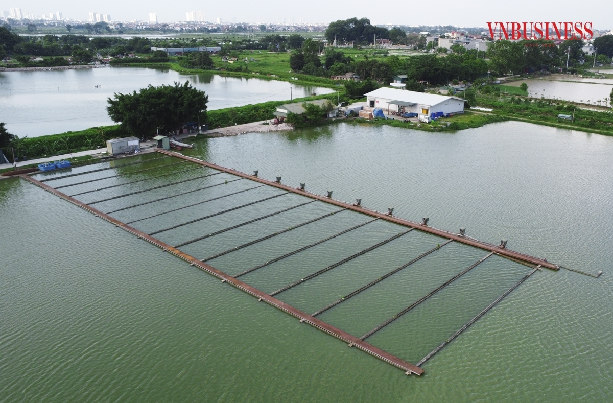 Mô hình của HTX Thủy sản Công nghệ cao Đại Áng đang dần trở thành điểm tựa vững chắc cho thành viên và người lao động.