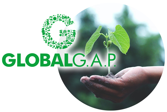 CHỨNG NHẬN GLOBALG.A.P image