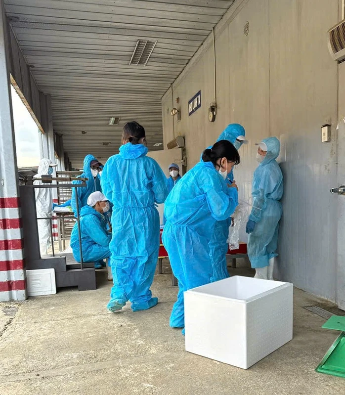 Lực lượng chức năng lấy mẫu kiểm định thịt heo trong kho lạnh Công ty CP đồ hộp Hạ Long